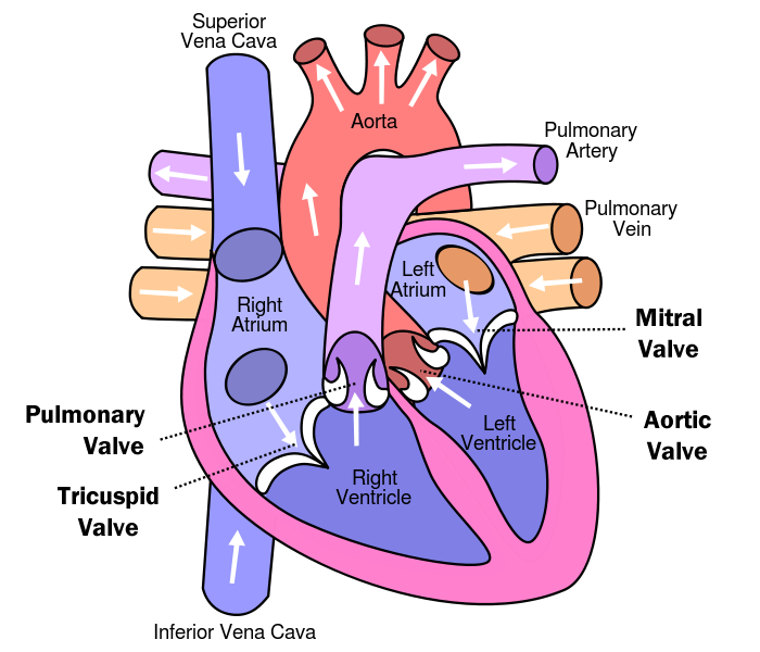 heart-valves.png