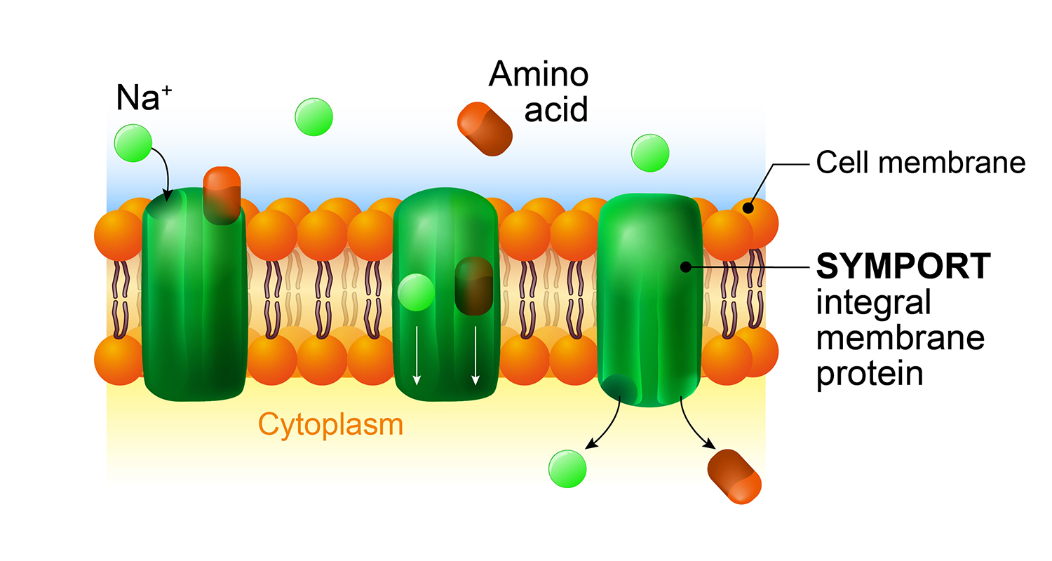 Symport and antiport - are an integral membrane protein. cell membrane transport system. 