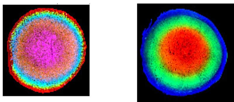 IMS images of human lens proteins (left) and lipids (right) showing regions of distinct molecular composition.