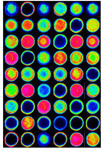 Cover from Investigative Ophthalmology and Visual Science, September 2009, showing an array of human lens crystallin images acquired by MALDI imaging mass spectrometry.