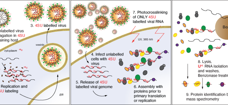 VIR-CLASP: Pioneer interactions between host proteins and viral RNA genomes