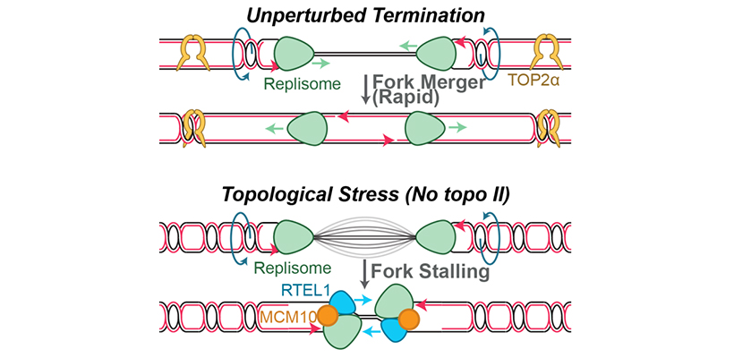 Research Termination