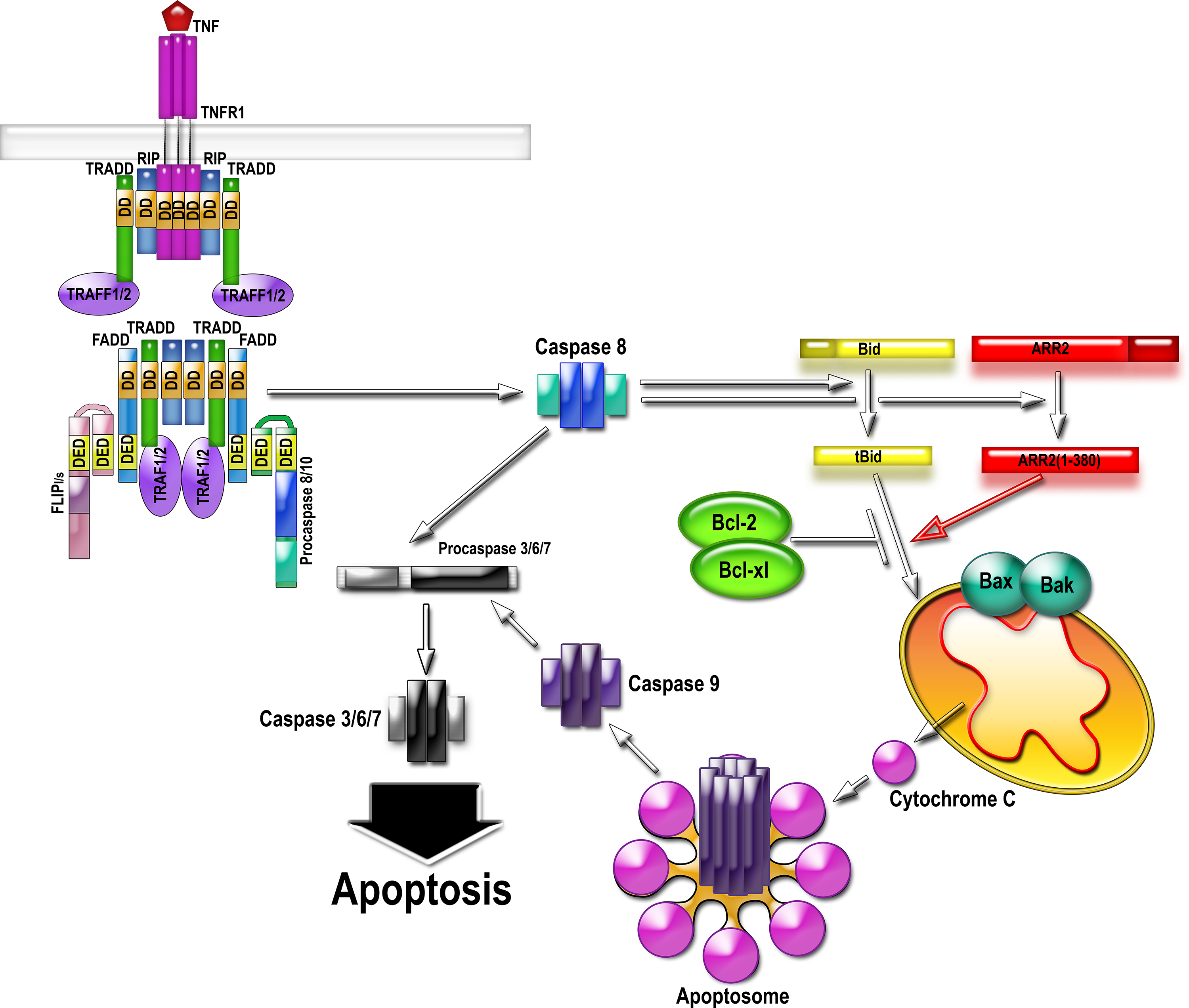 ARR2 in apoptosis.jpg