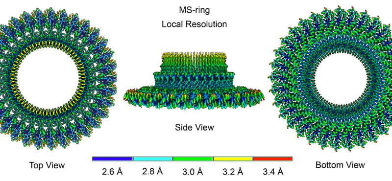 Singh P K , Cecchini G , Nakagawa T , Iverson T M , CryoEM structure of a post-assembly MS-ring reveals plasticity in stoichiometry and conformation PloS one. 2023 May 19; 18 (5). e0285343