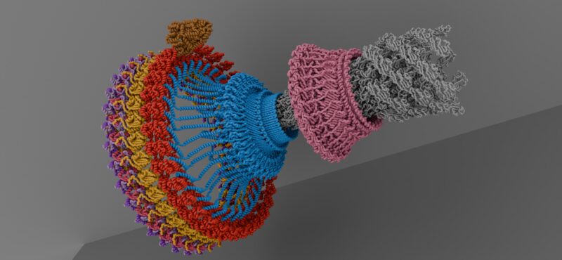 Singh P K, Sharma P, Afanzar O, Goldfarb M H , Maklashina E, Eisenbach  M, Cecchini  G, Iverson T M, CryoEM structures reveal how the bacterial flagellum rotates and switches direction Nature Microbiology. 2024 Apr 17
