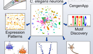 See our recent paper in Cell, the first gene expression map of an entire nervous system!