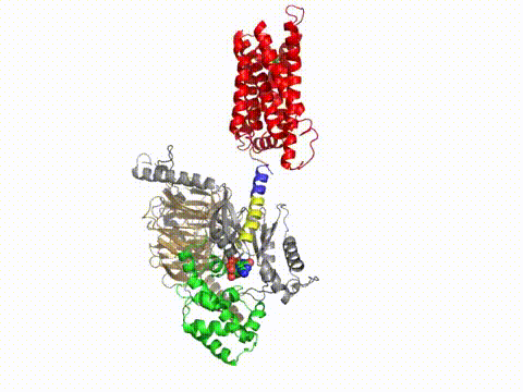 Model-of-interaction-of-activated-Rhodopsin-and-heterotrimer (1).gif